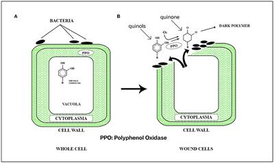 Nano Coating of Aloe-Gel Incorporation Additives to Maintain the Quality of Freshly Cut Fruits